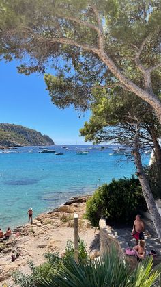 people are sitting on the beach and swimming in the blue water near some pine trees