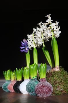 the flowers are growing out of the rocks