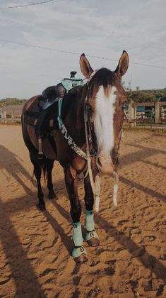 a brown and white horse standing on top of a dirt field