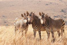 three zebras are standing together in the tall grass and looking into the camera lens