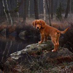 a brown dog standing on top of a rock next to a forest filled with trees