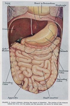 diagram of the human body with all parts labeled