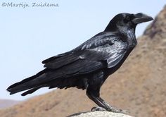 a black bird sitting on top of a rock in front of a mountain with a sky background