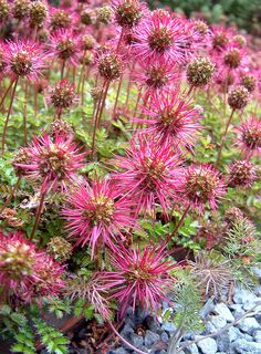 some pink flowers are growing on the rocks and gravel area in front of them,