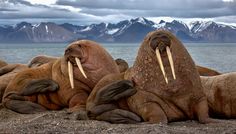 several walpopos laying on the ground with their long tusks sticking out