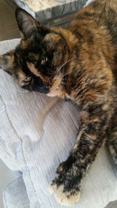 a calico cat laying on top of a pillow