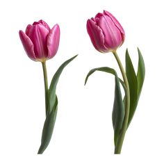 two pink tulips with green stems on a white background