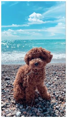 a brown dog sitting on top of a pebble covered beach next to the ocean