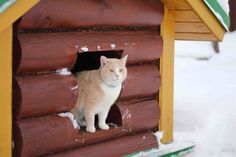 an orange and white cat sitting in a wooden birdhouse with snow on the ground