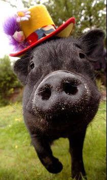 a black pig with a hat on its head