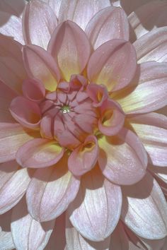 the center of a large pink flower with yellow stipples on it's petals