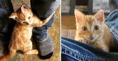 an orange cat sitting on top of someone's legs next to a pair of jeans