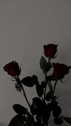 three red roses in a vase on a table