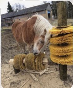 a small horse standing next to a pile of brush on top of a dirt field