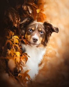 a brown and white dog with blue eyes looking out from behind some leaves on the ground