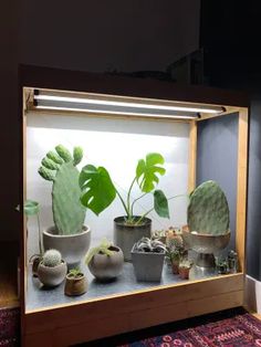 a display case filled with lots of different types of potted plants and cacti