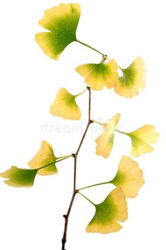 yellow flowers with green leaves on a branch against a white background, close up view