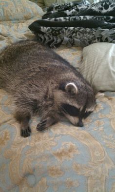 a raccoon laying on top of a bed next to pillows