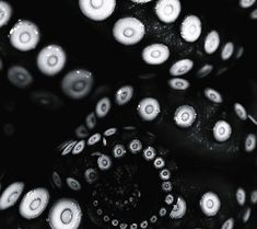 black and white photograph of an octopus's tentacles with eyes open in the dark