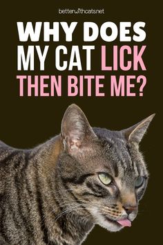 Ever wonder why your cat licks then bites you? We've come up with three of the most common reasons why cat licks turn to bites! Spoiled Cats, Kitty Kisses, Foster Cat, What Cat, Kinds Of Cats, Bite Me