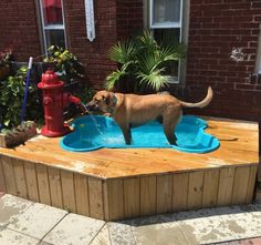 a dog standing on top of a wooden platform next to a fire hydrant and water