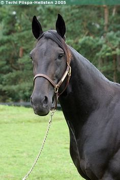 a black horse standing on top of a lush green field