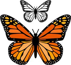 two orange butterflies flying next to each other