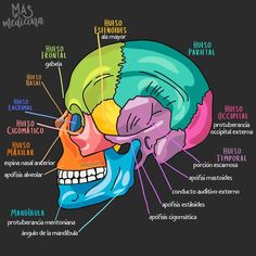 the human skull labeled in different colors and features its major structures, including the bones