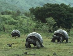 three giant tortoises walking in the grass near trees and bushes with mountains in the background