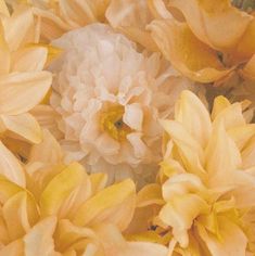 yellow and white flowers are arranged together