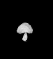 a black and white photo of a mushroom in the dark