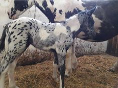 two spotted horses standing next to each other