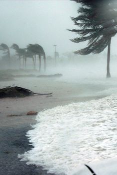 trees blowing in the wind on a beach covered with snow and ice as waves crash around them