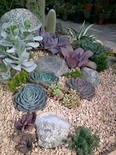 an assortment of succulents and rocks in a garden