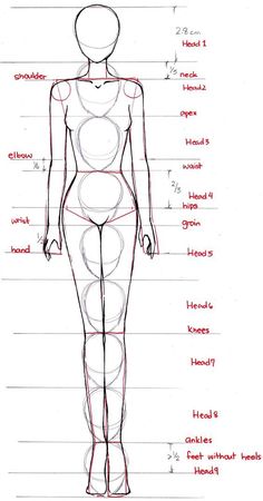 a drawing of a female body with the names and description for each section on it