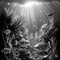 an underwater scene with fish and corals in black and white photograph by john moore