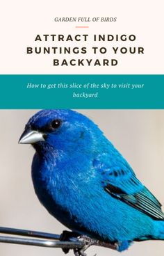 a blue bird sitting on top of a metal pole with the words attract indigo buntings to your backyard