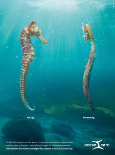 two seahorses swimming in the ocean with their tails stretched out to look at each other