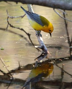 a yellow and blue bird is standing on a branch in the water with its reflection