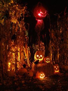 pumpkins lit up at night in front of corn stalks and scarecrows with jack - o'- lanterns