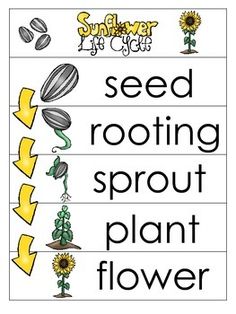 seeding and sprout plant flowers are shown in this printable activity sheet