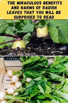 https://herbsscience.com/benefits-of-radish-leaves/ Radish Leaves Benefits, Radish Leaf Recipes, Radish Tops Recipes, Radish Greens Recipes, Radish Health Benefits, Radish Leaves Recipe, Radish Tops, How To Store Radishes, How To Cook Radishes