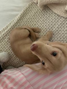 a brown dog laying on top of a bed