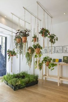 several hanging plants in pots on the wall next to a wooden table and shelf with pictures