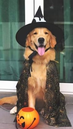 a dog wearing a witch costume sitting next to a pumpkin