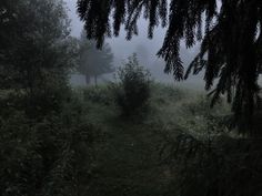 a foggy forest with trees and bushes in the foreground on a dark, overcast day