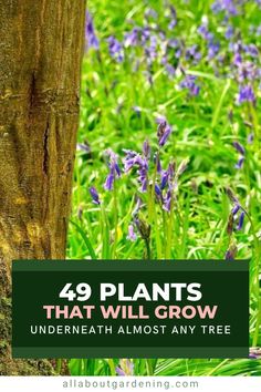 bluebells growing in the grass next to a tree with text overlay saying, 39 plants that will grow underneath almost any tree