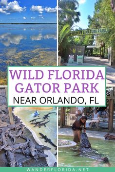 wild florida gator park near orlando, fl with text overlaying it