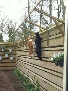 two cats are climbing up the side of a wooden fence with potted plants on it