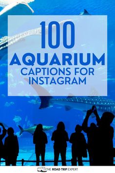 people looking at fish in an aquarium with the words, 100 aquarium captions for instagram